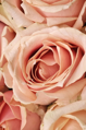 Frozen Flowers Icy Rose – parfumovaná voda s vôňou ľadovej ruže 100 ml