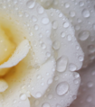 Frozen Flowers Icy Rose – parfumovaná voda s vôňou ľadovej ruže 100 ml