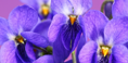 Frozen Flowers Icy  Violet – parfumovaná voda s vôňou ľadovej fialky 100 ml
